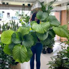 Calathea Orbifolia harga ekonomis