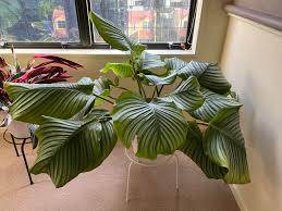 menyegarkan mata