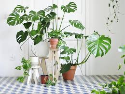 Monstera Deliciosa
