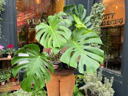 Monstera Deliciosa tanaman