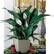 Peace Lily 2025