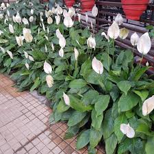 karakter Peace Lily