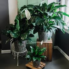 Peace Lily