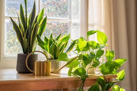 tanaman Pothos
