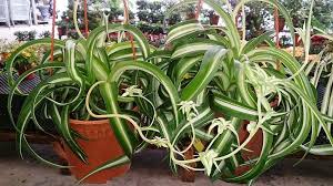 koleksi tanaman Spider Plant