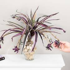 Spider Plant