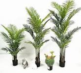 Tanaman Areca Palm