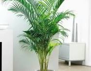 Tanaman Areca Palm 2025