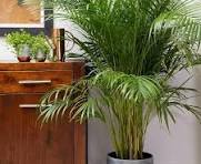 cara rawat Tanaman Areca Palm