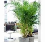 Tanaman Areca Palm dekorasi rumah