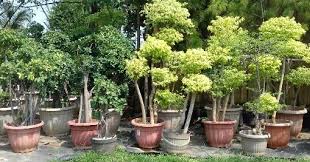 contoh tanaman