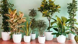kostum pot