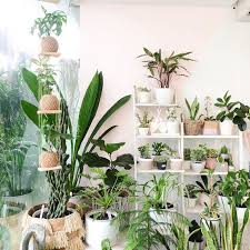 Website jual Beli Tanaman Indoor